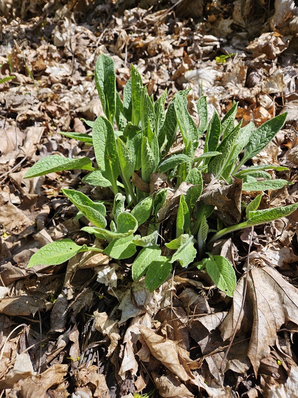 Comfrey plant emerging from leaves in spring