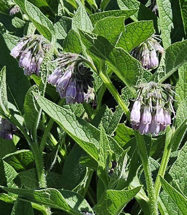 Comfrey flowers with large green leaves