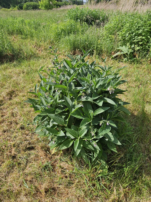 Comfrey plant with large green leaves