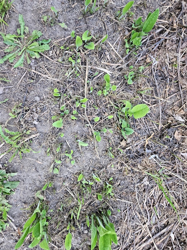 Comfrey production beds showing different growth stages
