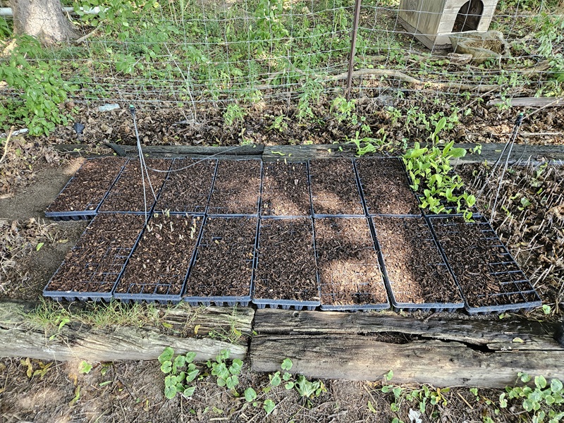 Comfrey plug production setup